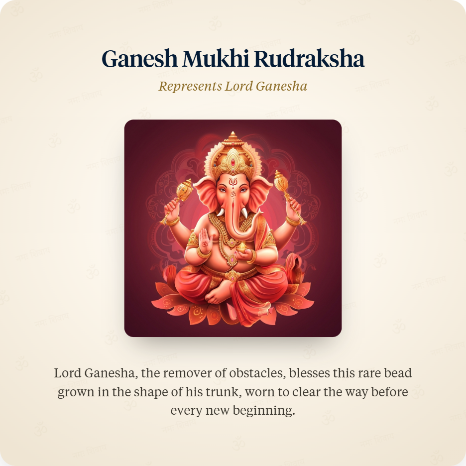 Ganesh Mukhi Rudraksha represents Lord Ganesha